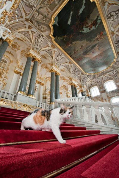 Hermitage Cats Russia St Petersburg